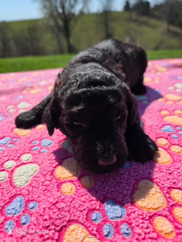 Sunny – Labradoodle puppy for sale in Williamstown, KY