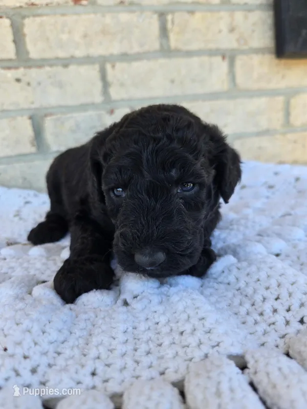 Sunny – Labradoodle puppy for sale in Williamstown, KY