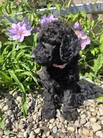 Sunny, a female Labradoodle for sale in Williamstown, KY – Photo 6 of 6
