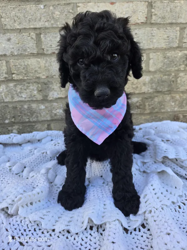 Sunny – Labradoodle puppy for sale in Williamstown, KY