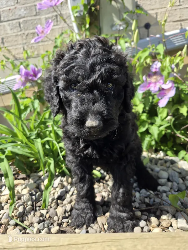 Sunny – Labradoodle puppy for sale in Williamstown, KY