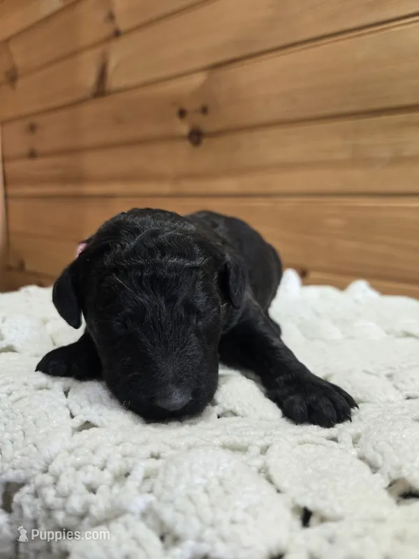 Sunny – Labradoodle puppy for sale in Williamstown, KY