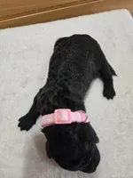 Sunny, a female Labradoodle for sale in Williamstown, KY – Photo 2 of 4