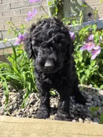 Sunny, a female Labradoodle for sale in Williamstown, KY – Photo 4 of 6