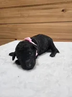 Sunny, a female Labradoodle for sale in Williamstown, KY – Photo 4 of 4