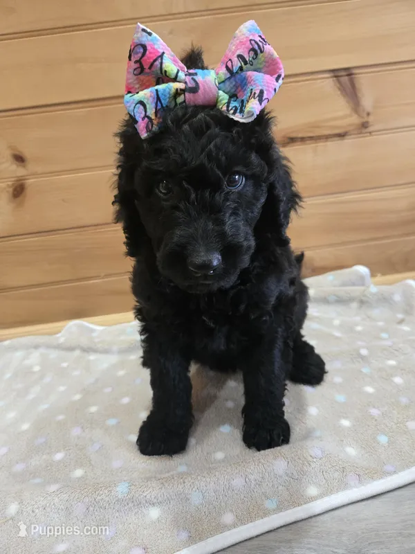 Sunny – Labradoodle puppy for sale in Williamstown, KY