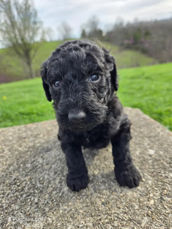 Sunny – Labradoodle puppy for sale in Williamstown, KY