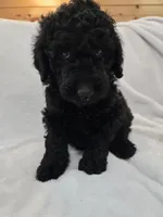 Sunny, a female Labradoodle for sale in Williamstown, KY – Photo 2 of 6