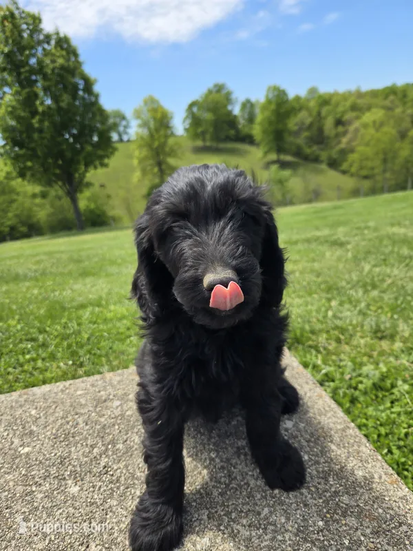 Ivy – Labradoodle puppy for sale in Williamstown, KY