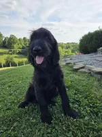 Zoe , a female Labradoodle for sale in Williamstown, KY – 2 of 4