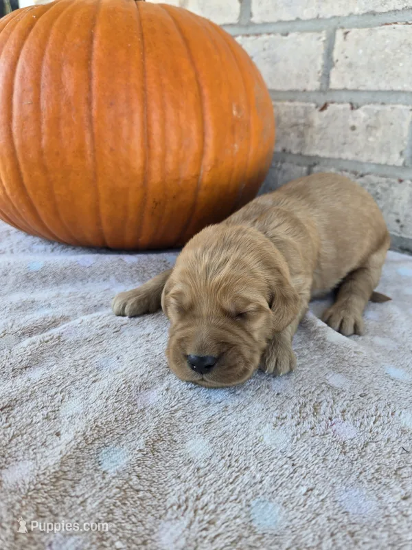 Pumpkin – Goldendoodle puppy for sale in Williamstown, KY