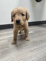 Avery, a female Golden Retriever for sale in Williamstown, KY – 4 of 4