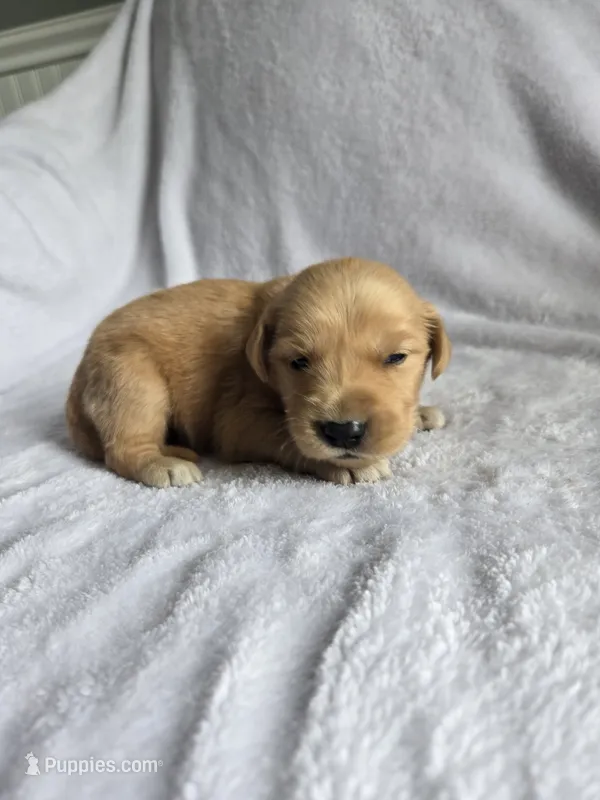 Baxter – Golden Retriever puppy for sale in Williamstown, KY