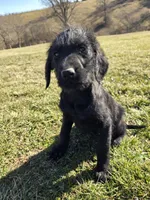 Ella, a female Labradoodle for sale in Williamstown, KY – Photo 2 of 7