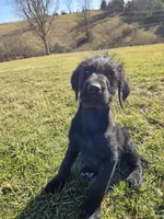 Ella, a female Labradoodle for sale in Williamstown, KY – Photo 6 of 7
