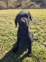 Ella, a female Labradoodle for sale in Williamstown, KY – Photo 1 of 7