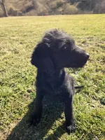 Ella, a female Labradoodle for sale in Williamstown, KY – Photo 3 of 7