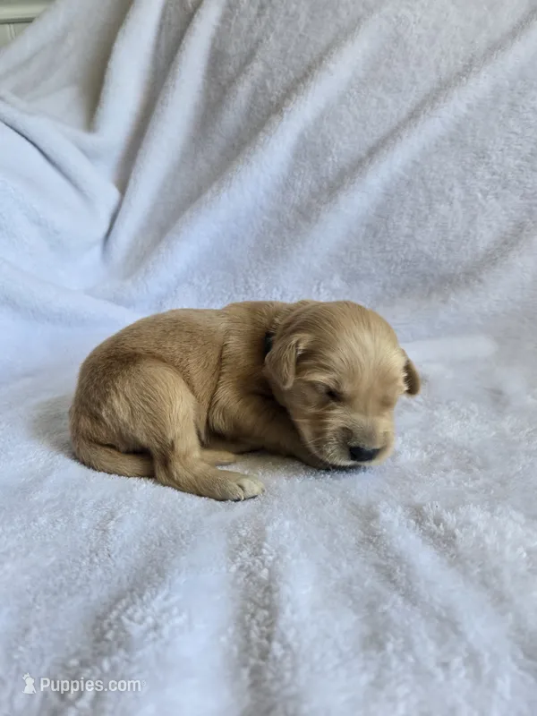 Baxter – Golden Retriever puppy for sale in Williamstown, KY