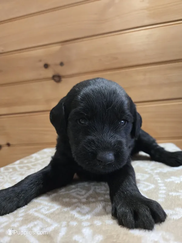 Shadow  – Labradoodle puppy for sale in Williamstown, KY
