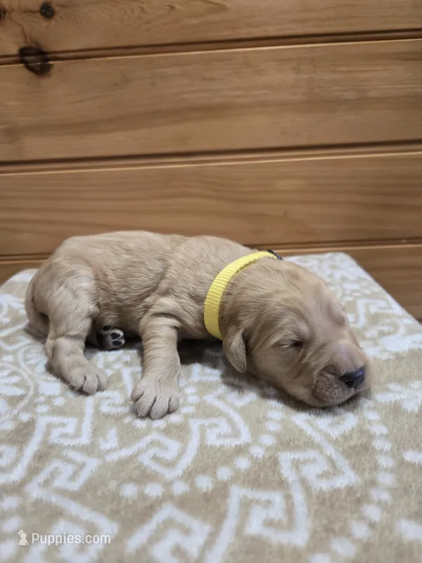 Butterscotch  – Goldendoodle puppy for sale in Williamstown, KY
