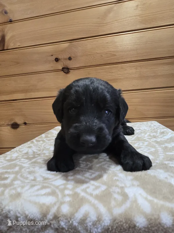 Buster – Labradoodle puppy for sale in Williamstown, KY