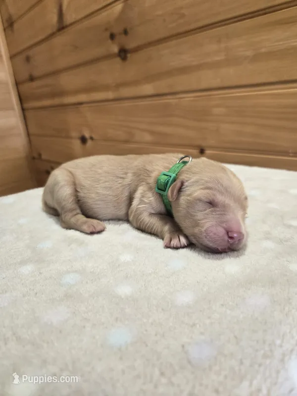 Sable – Golden Retriever puppy for sale in Williamstown, KY