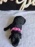 Williow, a  Labradoodle for sale in Williamstown, KY – 3 of 3