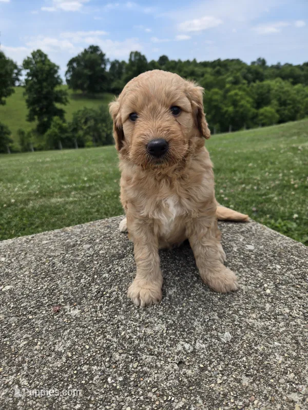Lucy – Goldendoodle puppy for sale in Williamstown, KY