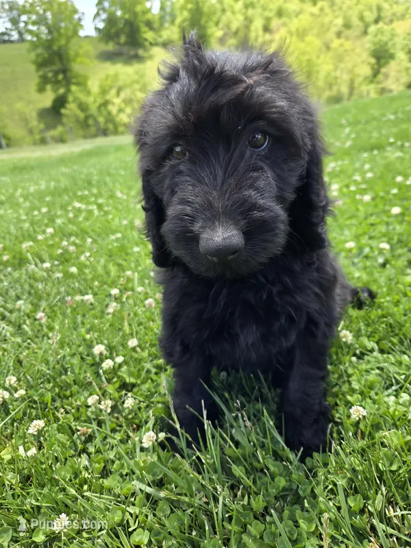 Ivy – Labradoodle puppy for sale in Williamstown, KY