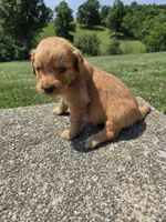 Avery, a female Golden Retriever for sale in Williamstown, KY – 2 of 4