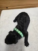 Bear, a male Labradoodle for sale in Williamstown, KY – Photo 3 of 4