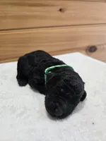 Bear, a male Labradoodle for sale in Williamstown, KY – Photo 4 of 4