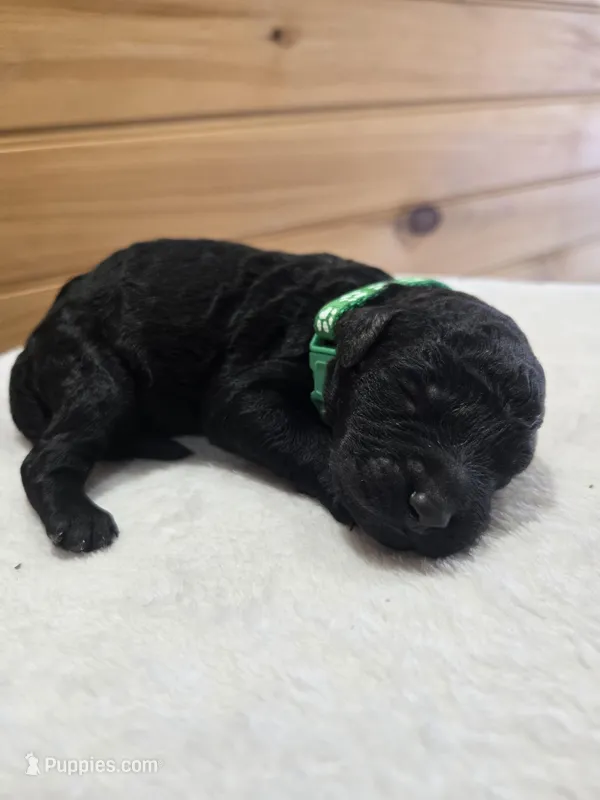 Bear – Labradoodle puppy for sale in Williamstown, KY