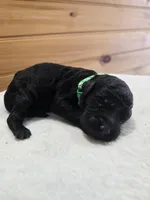 Bear, a male Labradoodle for sale in Williamstown, KY – Photo 2 of 4