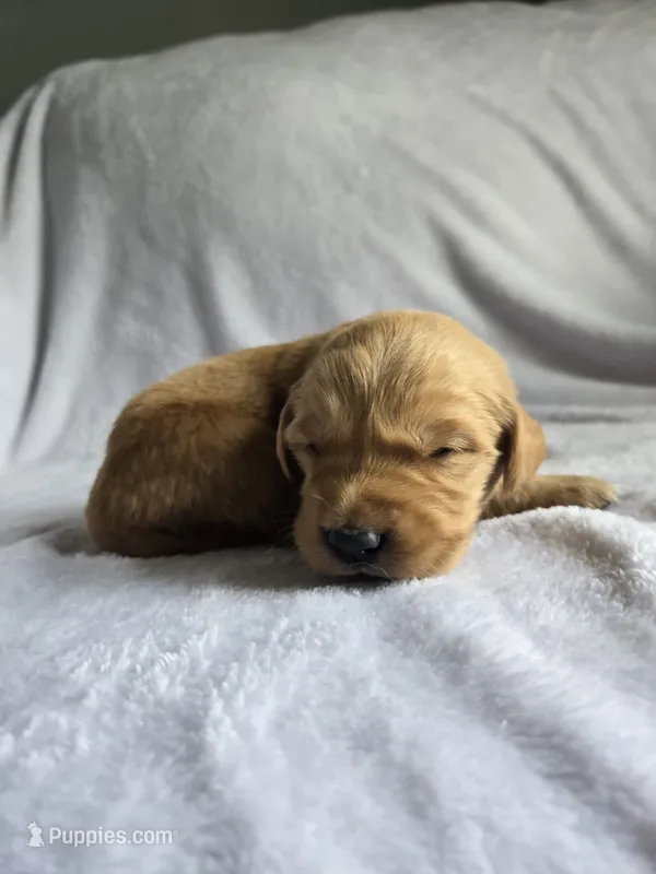 Willow  – Golden Retriever puppy for sale in Williamstown, KY