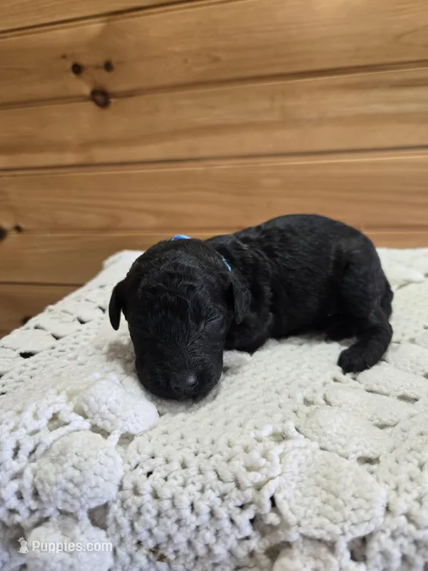 Winston  – Labradoodle puppy for sale in Williamstown, KY