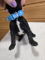 Winston , a male Labradoodle for sale in Williamstown, KY – Photo 4 of 5