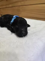 Winston , a male Labradoodle for sale in Williamstown, KY – Photo 2 of 5