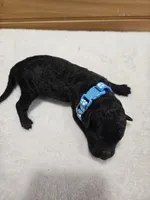 Winston , a male Labradoodle for sale in Williamstown, KY – Photo 3 of 5