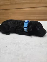 Winston , a male Labradoodle for sale in Williamstown, KY – Photo 1 of 5