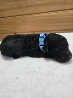 Winston , a male Labradoodle for sale in Williamstown, KY – Photo 5 of 5