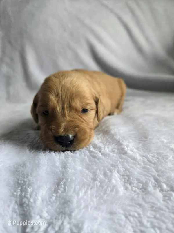 Poppy – Golden Retriever puppy for sale in Williamstown, KY