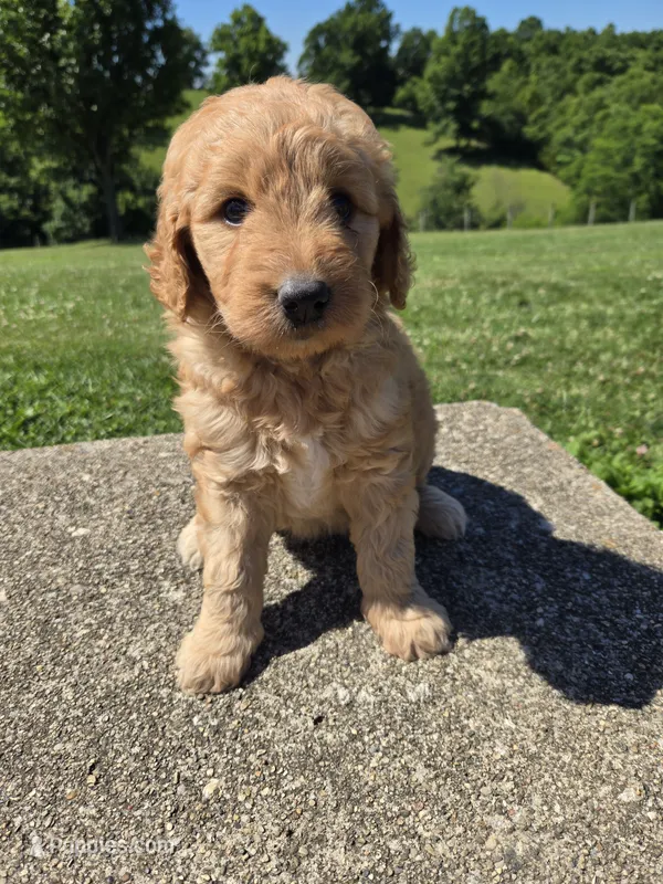 Lucy – Goldendoodle puppy for sale in Williamstown, KY