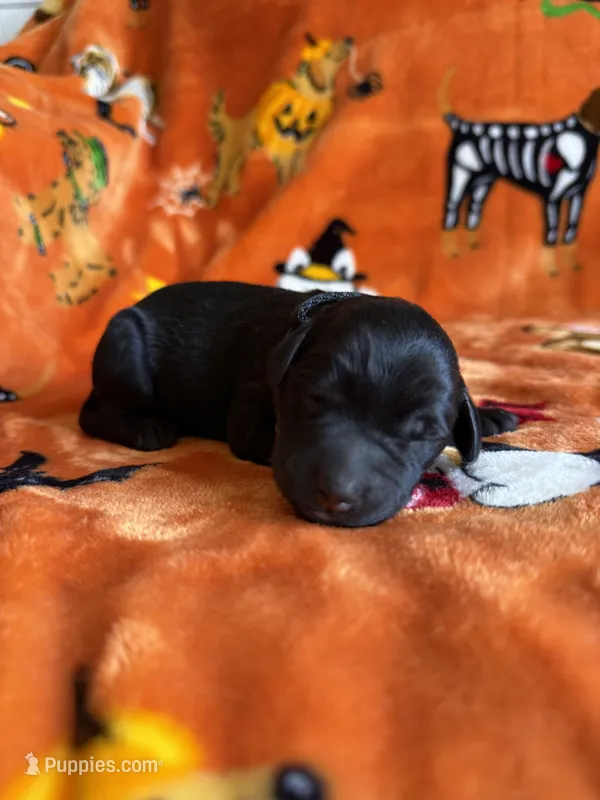 Pepper – Labradoodle puppy for sale in Williamstown, KY