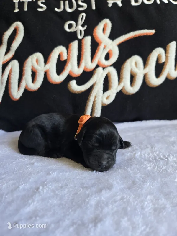 Gus – Labradoodle puppy for sale in Williamstown, KY