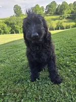 Ivy , a female Labradoodle for sale in Williamstown, KY – 3 of 4