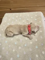 Boomer, a male Golden Retriever for sale in Williamstown, KY – 2 of 4