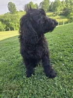 Ivy , a female Labradoodle for sale in Williamstown, KY – 2 of 4