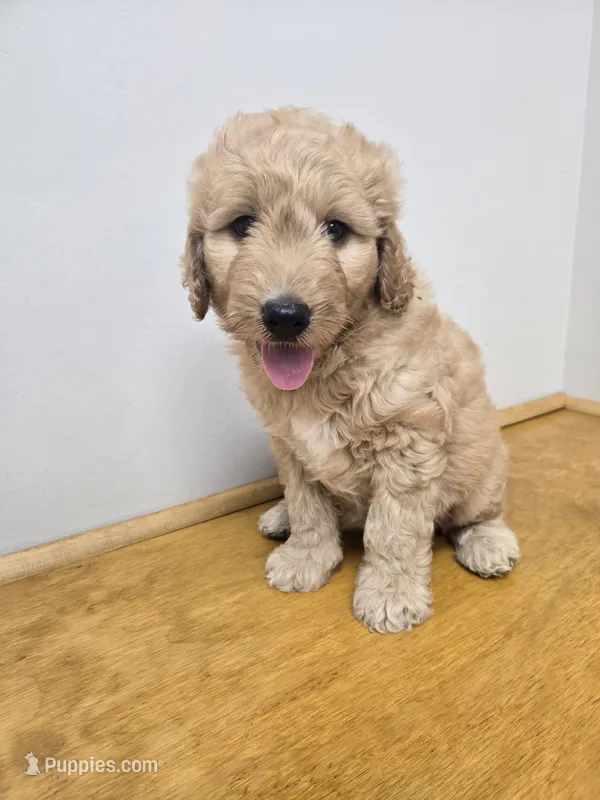 Lucy – Goldendoodle puppy for sale in Williamstown, KY