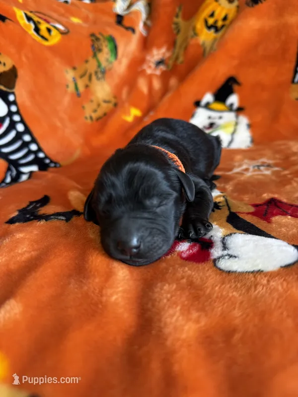 Finn – Labradoodle puppy for sale in Williamstown, KY